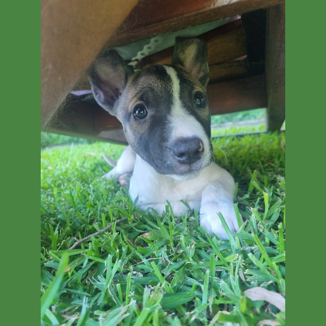 Photo of Dasher