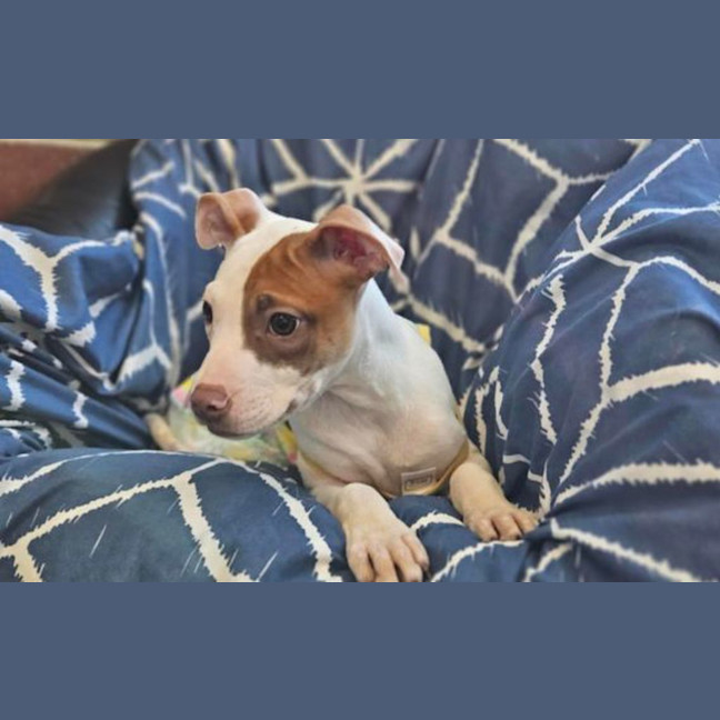 Photo of Piglet