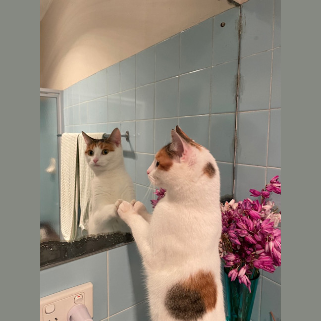 Photo of Daisy