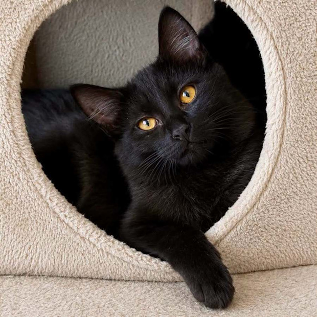 Photo of 13816   Cora
