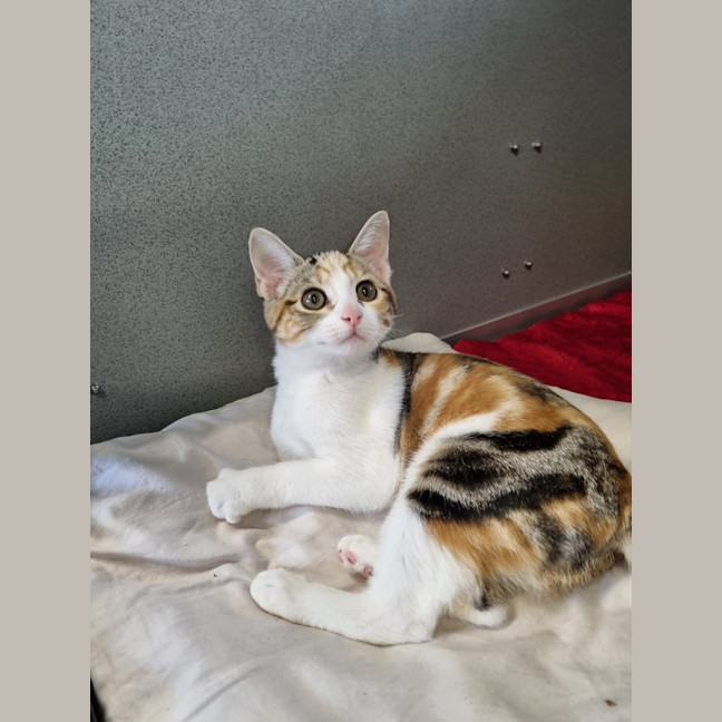 Photo of Olive