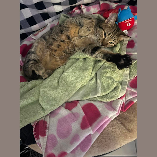 Photo of Woody