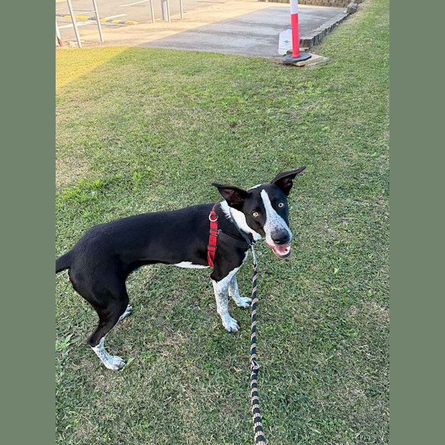 Photo of Cosmo