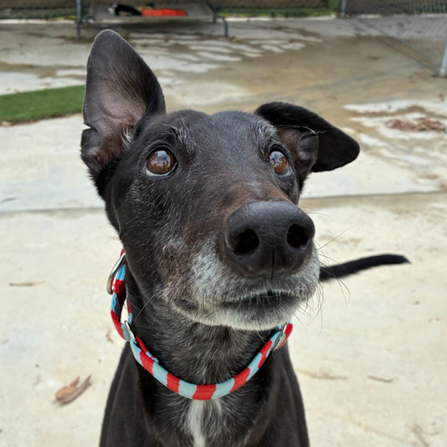 Photo of Coby The Greyhound