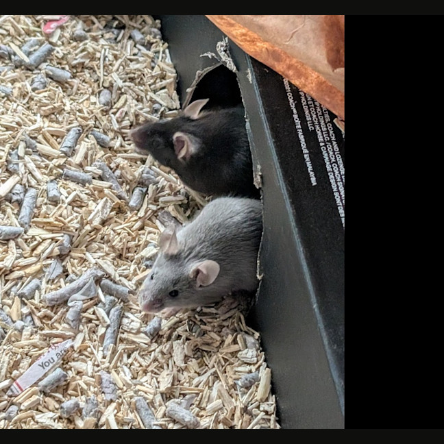 Photo of Bear / Wolf