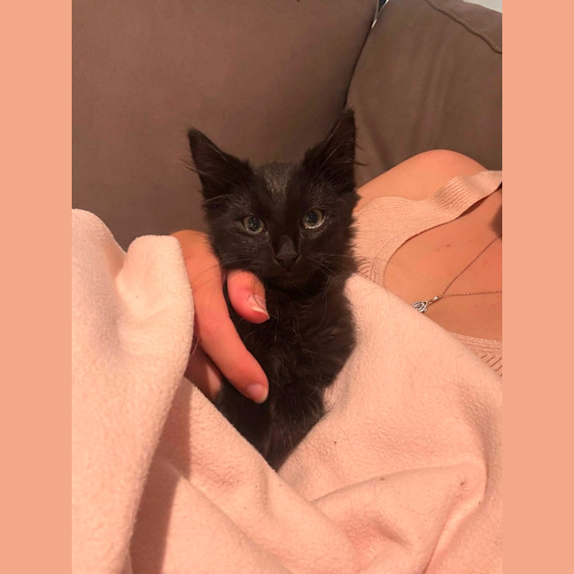 Photo of Salem *9 Lives Project Rescue*