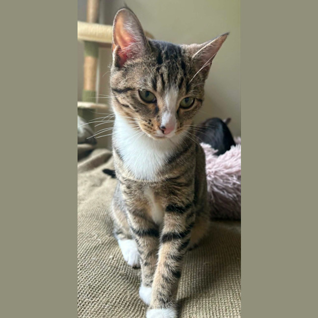 Photo of Donner *9 Lives Project Rescue*