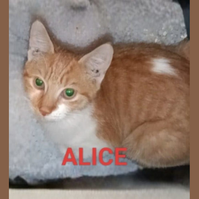 Photo of Alice