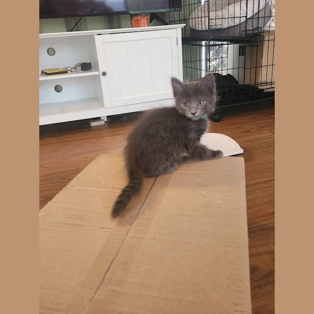 Photo of Bashful