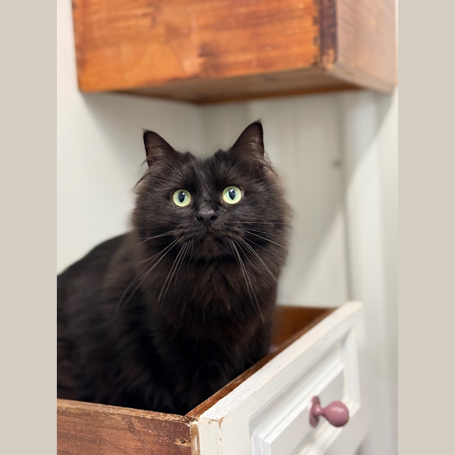 Photo of Athena   Bonded With Hugo