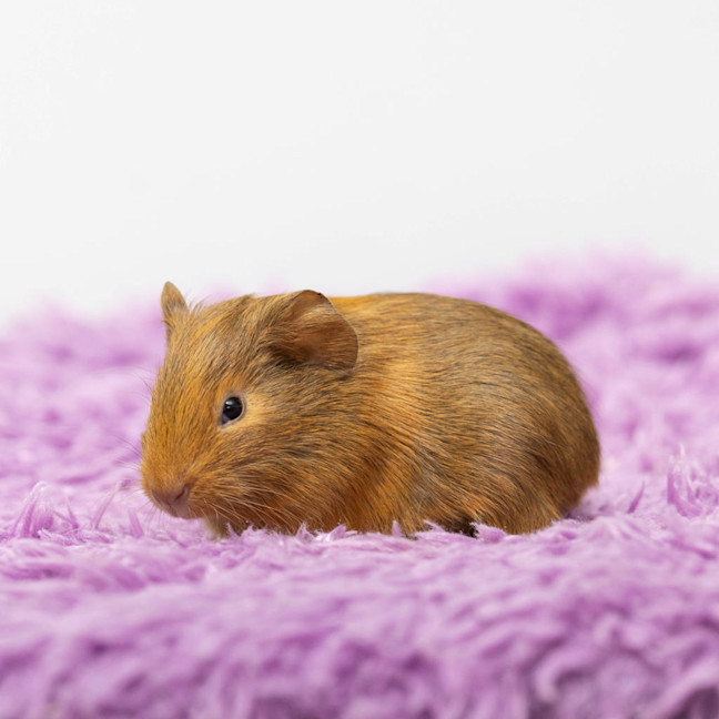 Photo of Peanut