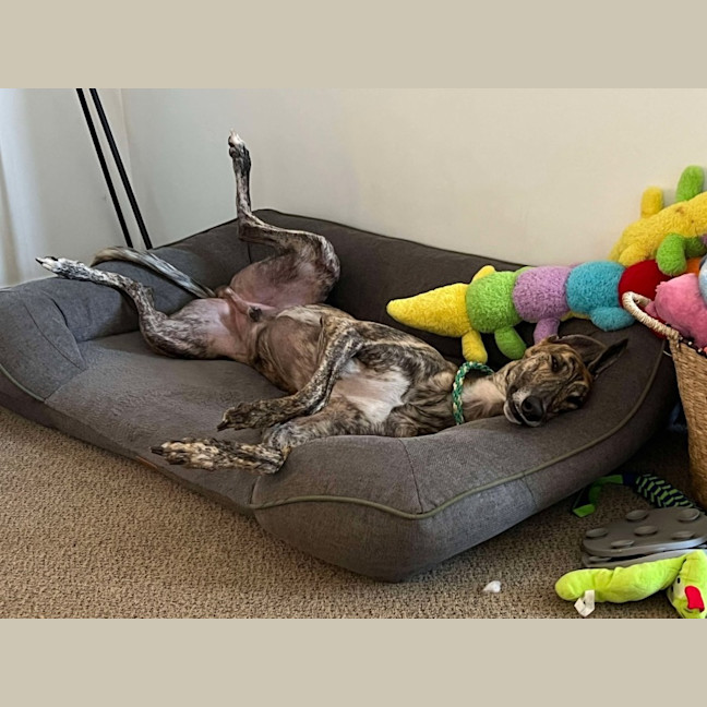 Photo of Vinnie, The Greyhound