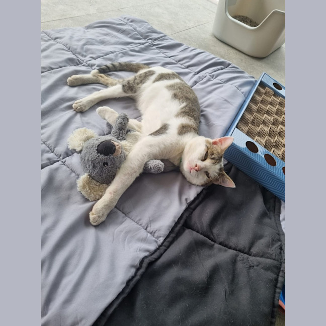 Photo of Milo
