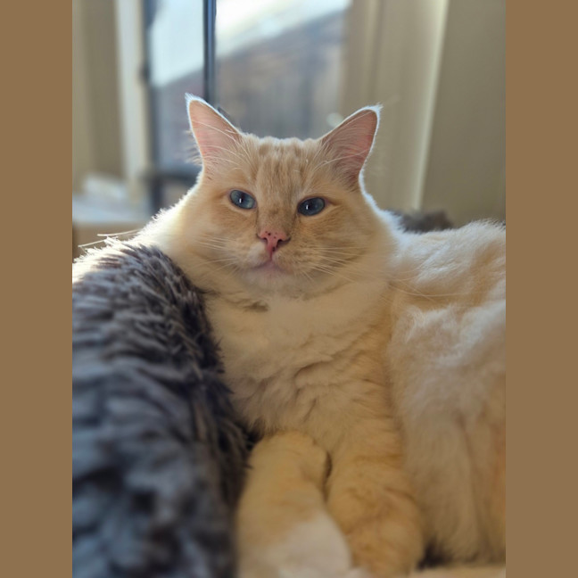 Photo of Chonk Norris