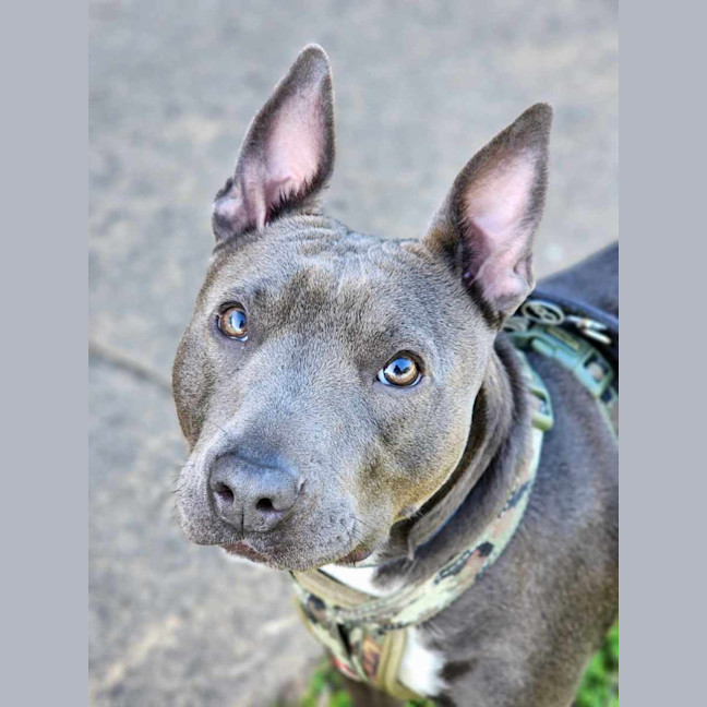 Photo of 🏏 Sharon Strzelecki 5432 🏏