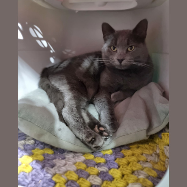 Photo of Biscuit