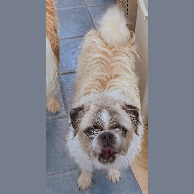 Photo of Tizzy (Girl)