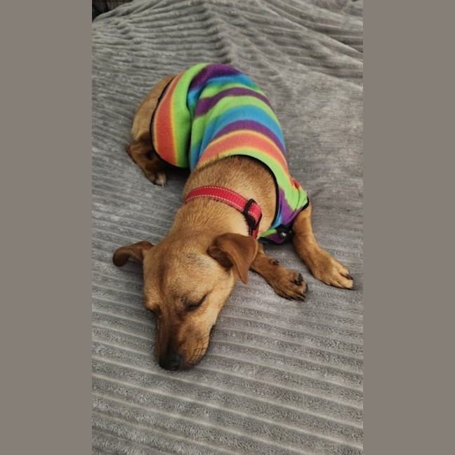 Photo of Zo Zo   1 Year Old Jack Russell X Kelpie