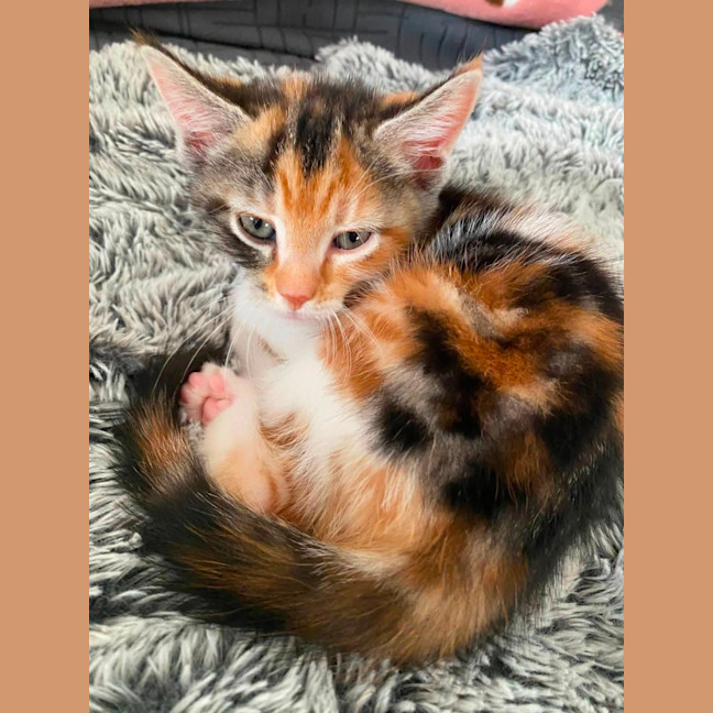 Photo of Ruby