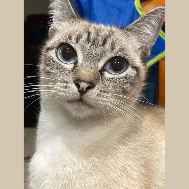 Photo of Pearl