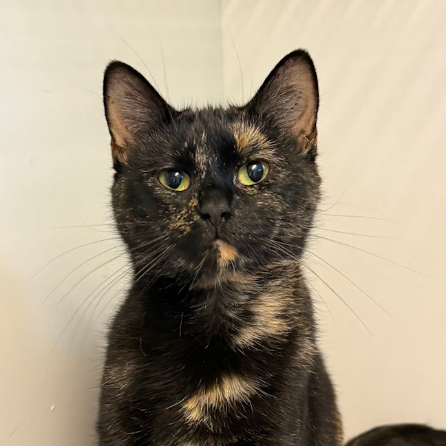 Photo of Petunia