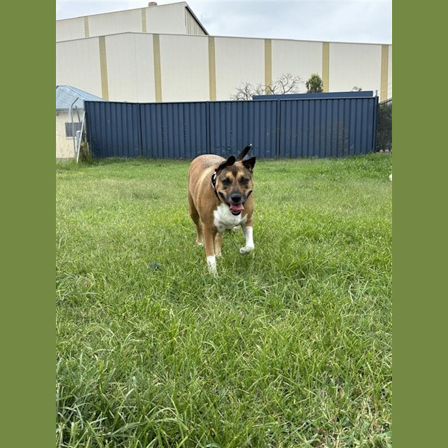 Photo of Gracie