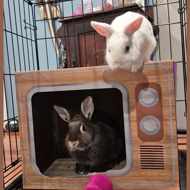 Photo of Olive (W Basil)