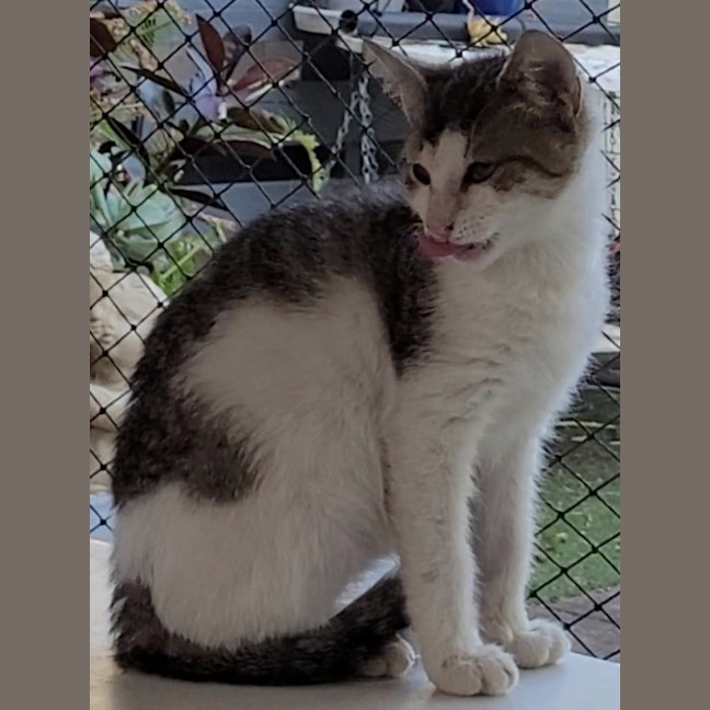 Photo of Patch