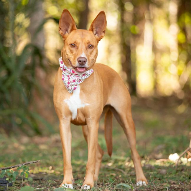 Photo of Honey
