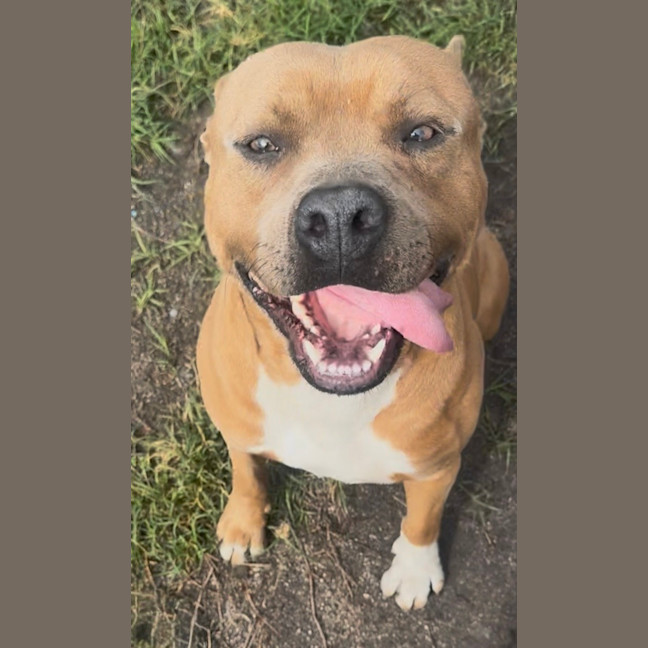 Photo of Scooby