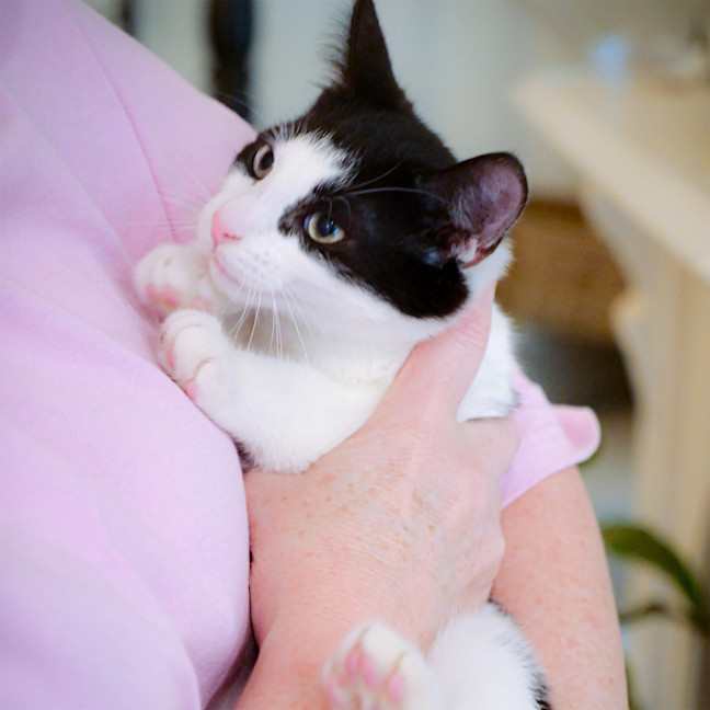 Photo of Domino