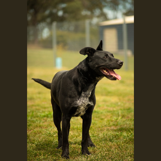 Photo of Louie