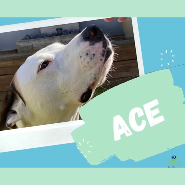 Photo of Ace