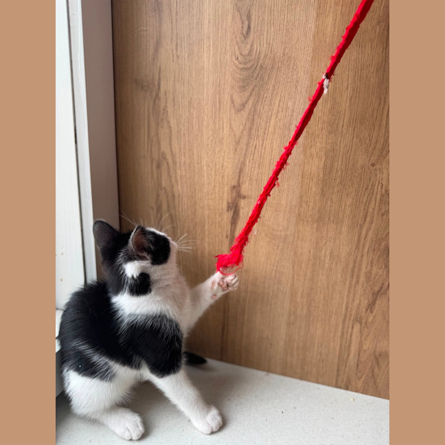 Photo of Coco Chanel