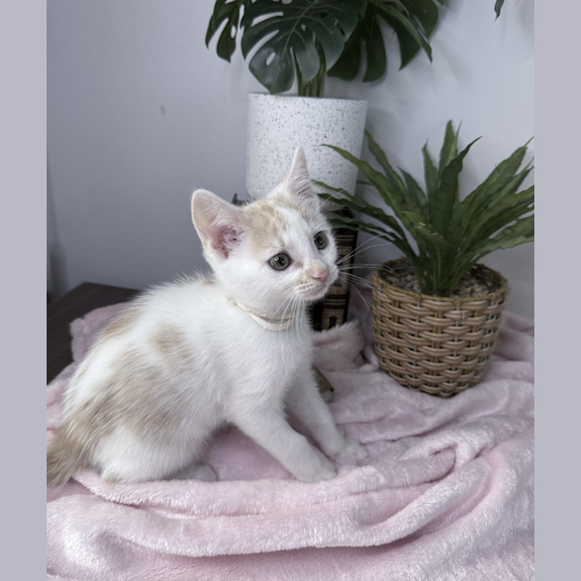 Photo of Peaches 🪷