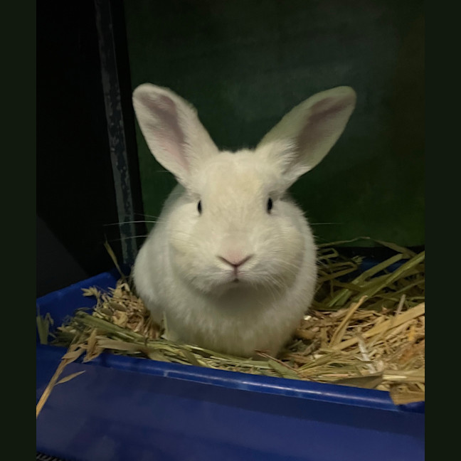 Photo of Stitch