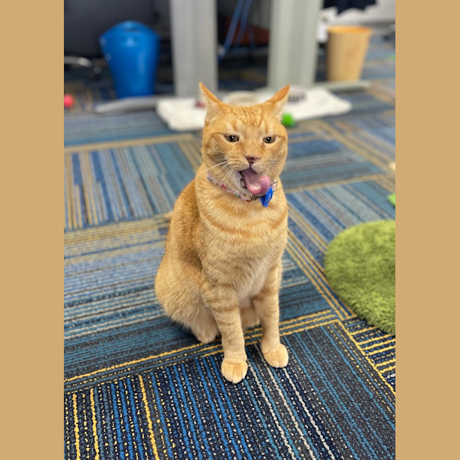 Photo of Romeo