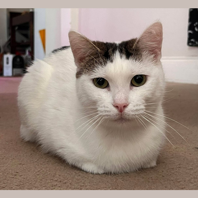 Photo of Suki 