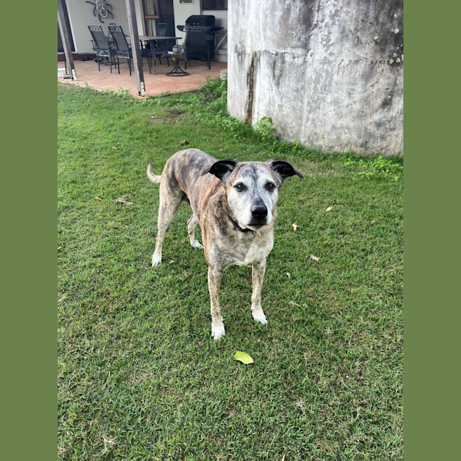 Photo of Mate *$150 Adoption Fee*