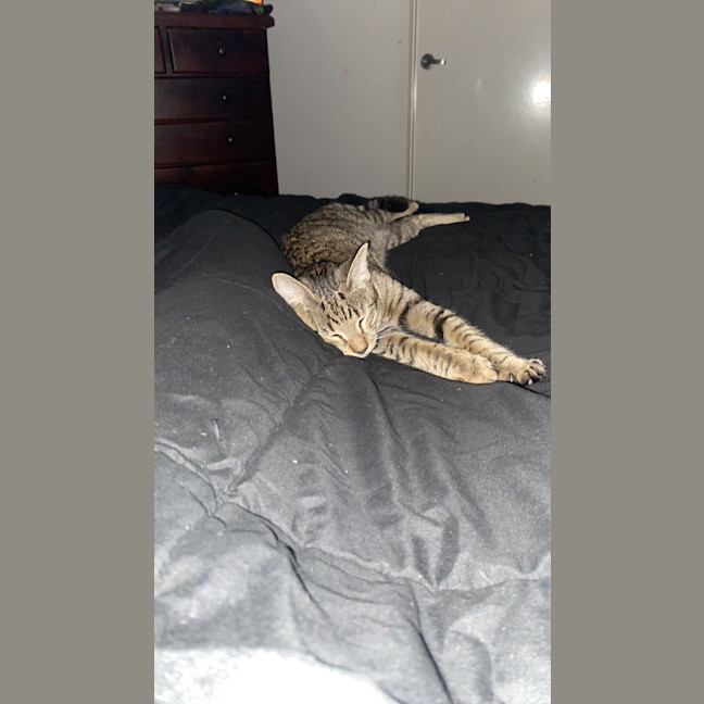 Photo of Tigga