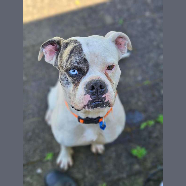 Photo of Gypsy