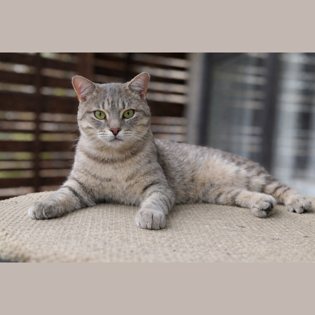 Photo of Bobby Bobtail 