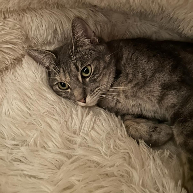 Photo of Luna