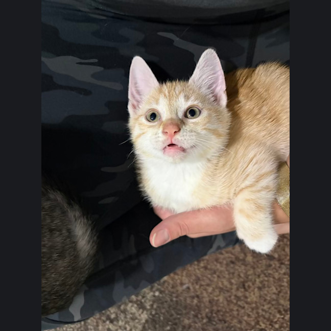 Photo of Saffron