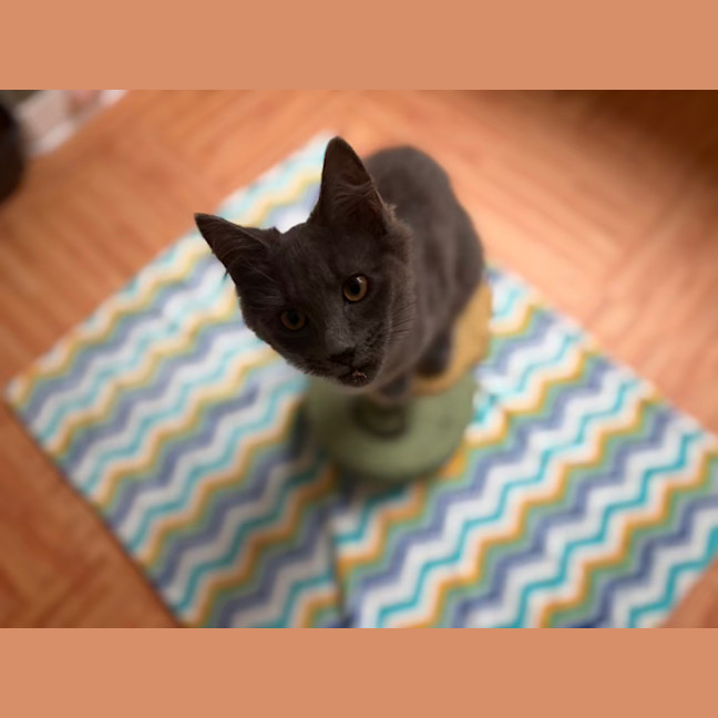 Photo of Peppercorn