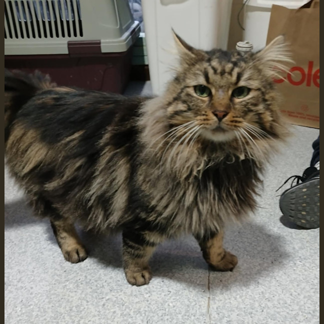 Photo of Tweedledum.* 9 Lives Project Rescue*