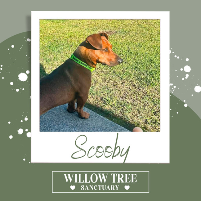 Photo of Scooby