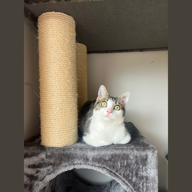 Photo of Smidge