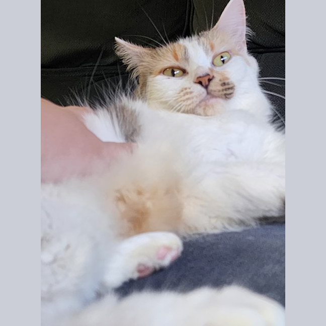 Photo of Coco