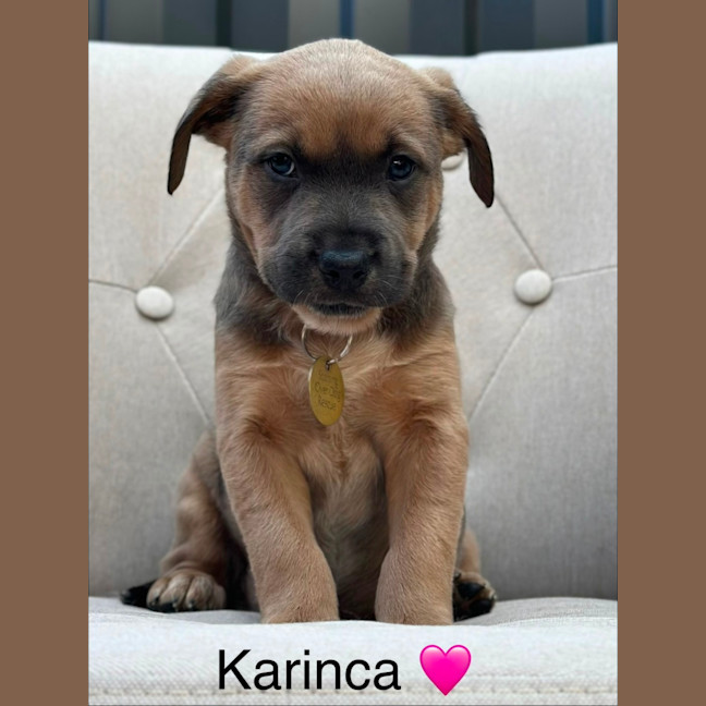Photo of Karinca